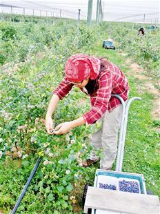 新西兰打工度假签证今起开放 打工旅行要能吃苦