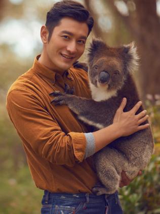 黄晓明在为南澳拍摄的旅游观光宣传片中，在Cleland Wildlife Park野生动物公园抱树熊。
